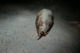Textil-Kegelschnecke (Conus textile)